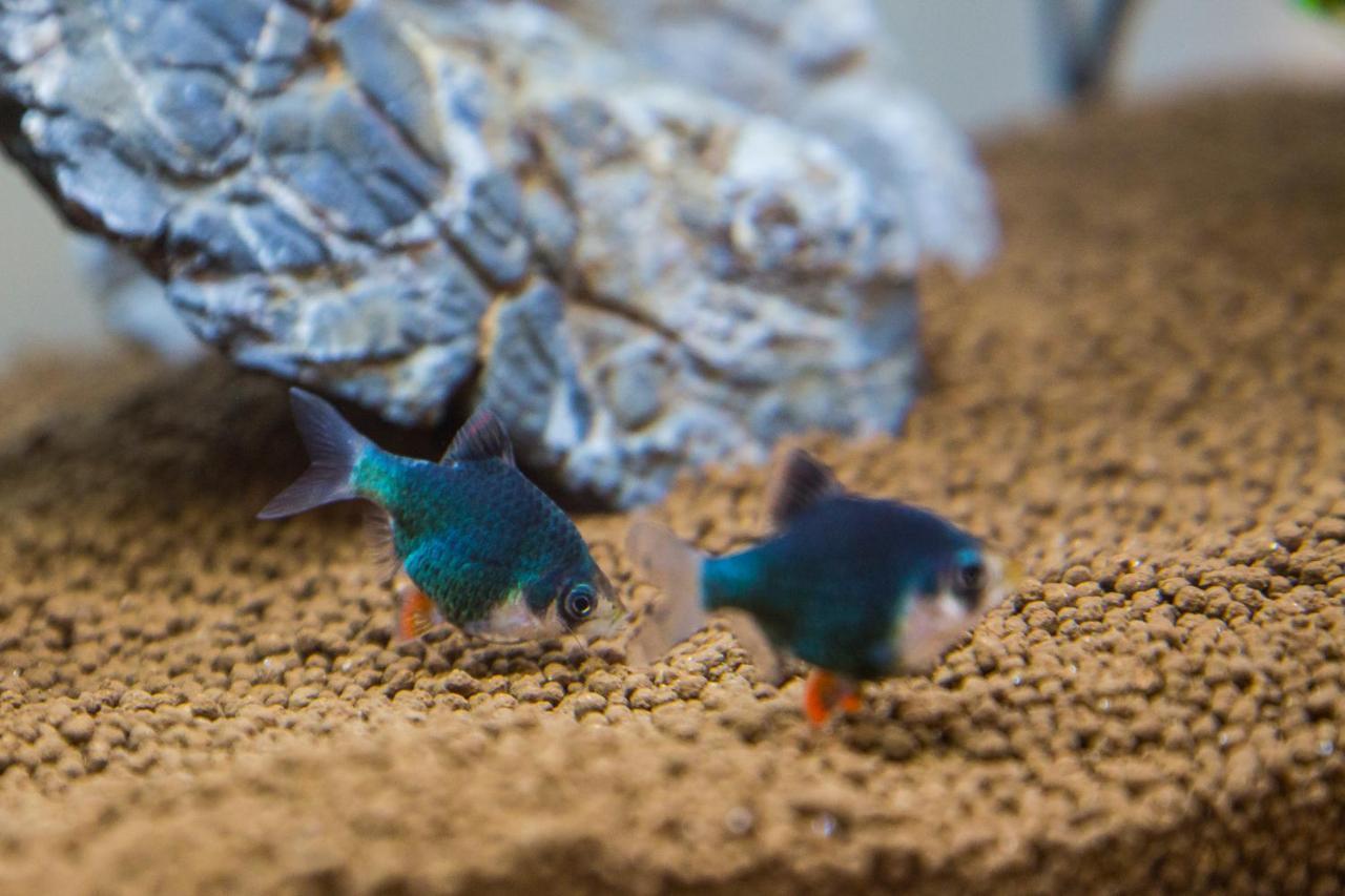 B&B Aquarium Сан-Бенедетто-дель-Тронто Экстерьер фото